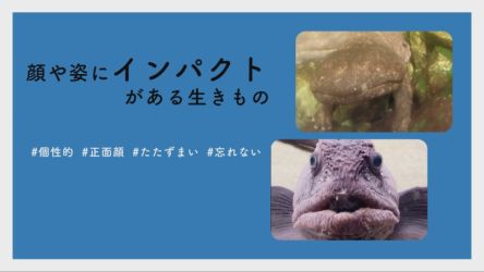 【#かわいい#楽しい#癒し水族館に行こう】顔や姿にインパクトがある生きもの