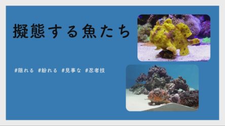 【#かわいい#楽しい#癒し水族館に行こう】擬態する魚たち