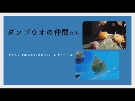 【#かわいい#楽しい#癒し水族館に行こう】ダンゴウオの仲間たち