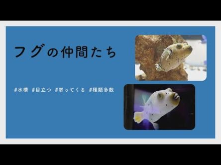 【#かわいい#楽しい#癒し水族館に行こう】フグの仲間たち