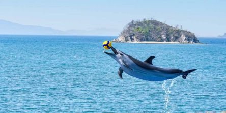 「四国水族館」2024年最新情報。新たな映えスポットが登場│香川