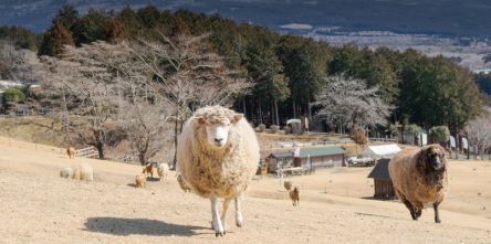 【静岡・富士宮】「まかいの牧場」富士山麓で大自然を満喫！動物たちとのふれあい体験や、SNS映え必須のフォトスポットに牧場スイーツも