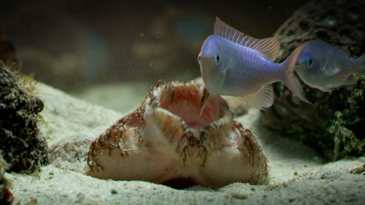 The Tasselled Wobbegong Shark Lures in Prey for Ambush - YouTube