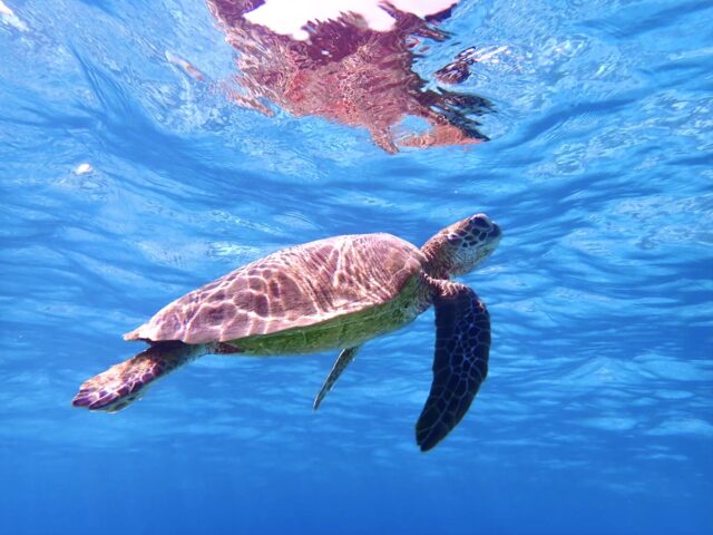 石垣島 青の洞窟 シュノーケリング ウミガメ