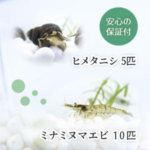 ミナミヌマエビ 10匹+ヒメタニシ ５匹 コケ対策 送料無料