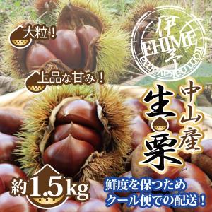 くり 栗 生栗 愛媛中山産 送料無料 約１．５kg 大粒 ２Lサイズ以上 クール便