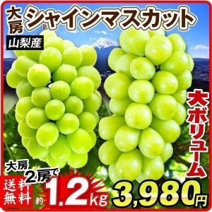 ぶどう シャインマスカット 山梨産 約1.2kg (大房２房) ご家庭用 たねなし 皮ごと 大粒 葡萄 ブドウ フルーツ くだもの 食品 国華園