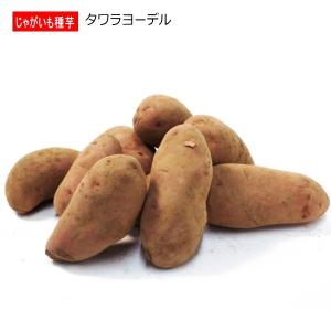 じゃがいも タワラヨーデル 種芋 500g ジャガイモ L〜Sサイズ