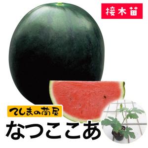 てしまの苗 スイカ苗 なつここあ 接木苗 野菜苗 9cmポット 1ポット人気