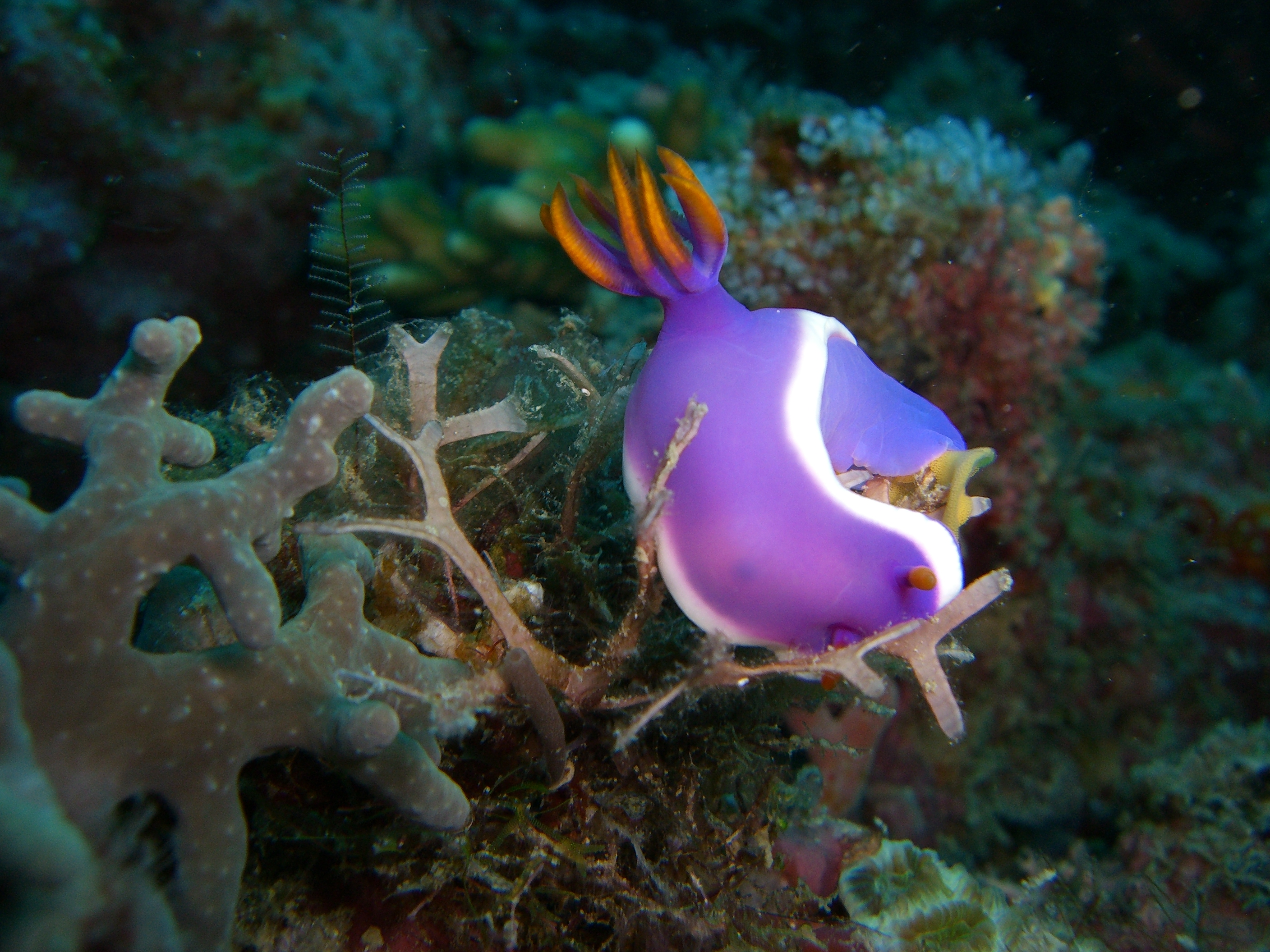 Nudibranch, Malesia