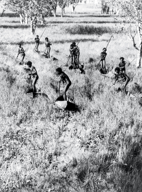 fig. 5 Donald Thomson, Les chasseurs d’oies sauvages dans le marais d’Arafura, au centre de la Terre d’Arnhem, Territoires Nord, 1937.