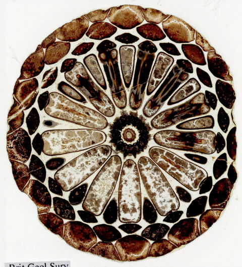 fig. 5 Vue au microscope d’un fossile de Araucaria mirabilis (ancien conifère de Patagonie).