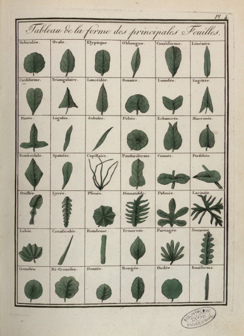 fig. 3 Joseph Roques, « Tableau de la forme des principales feuilles », in Plantes usuelles, indigènes et exotiques, dessinées et coloriées d’après nature, avec la description de leurs caractères distinctifs et de leurs propriétés médicales.