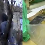 【閲覧注意】チェーンソーで木を切ってたら自分の脚を切り裂いてしまった映像