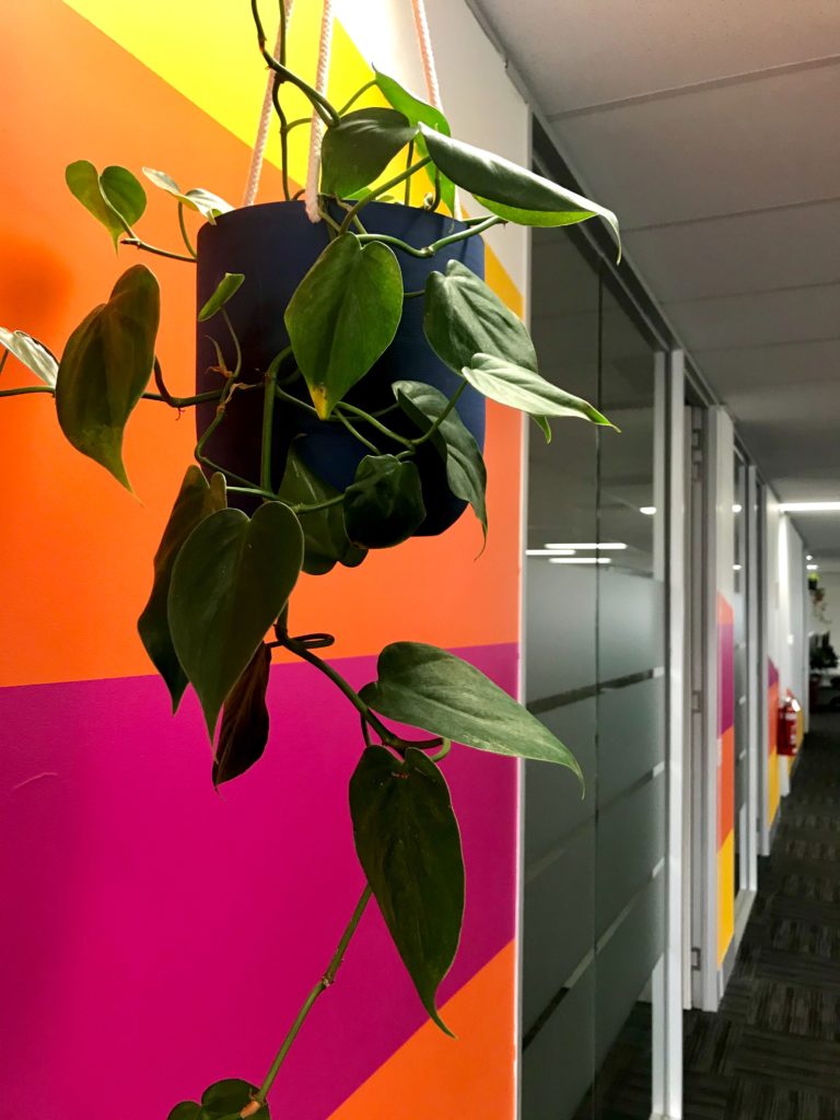 A yellow, orange, and pink striped wall with a hanging plant