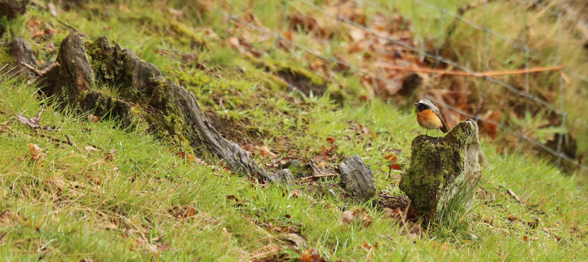 Birds on the Edge: A species focus on the Common Redstart, A Fiery Jewel of the Woodland