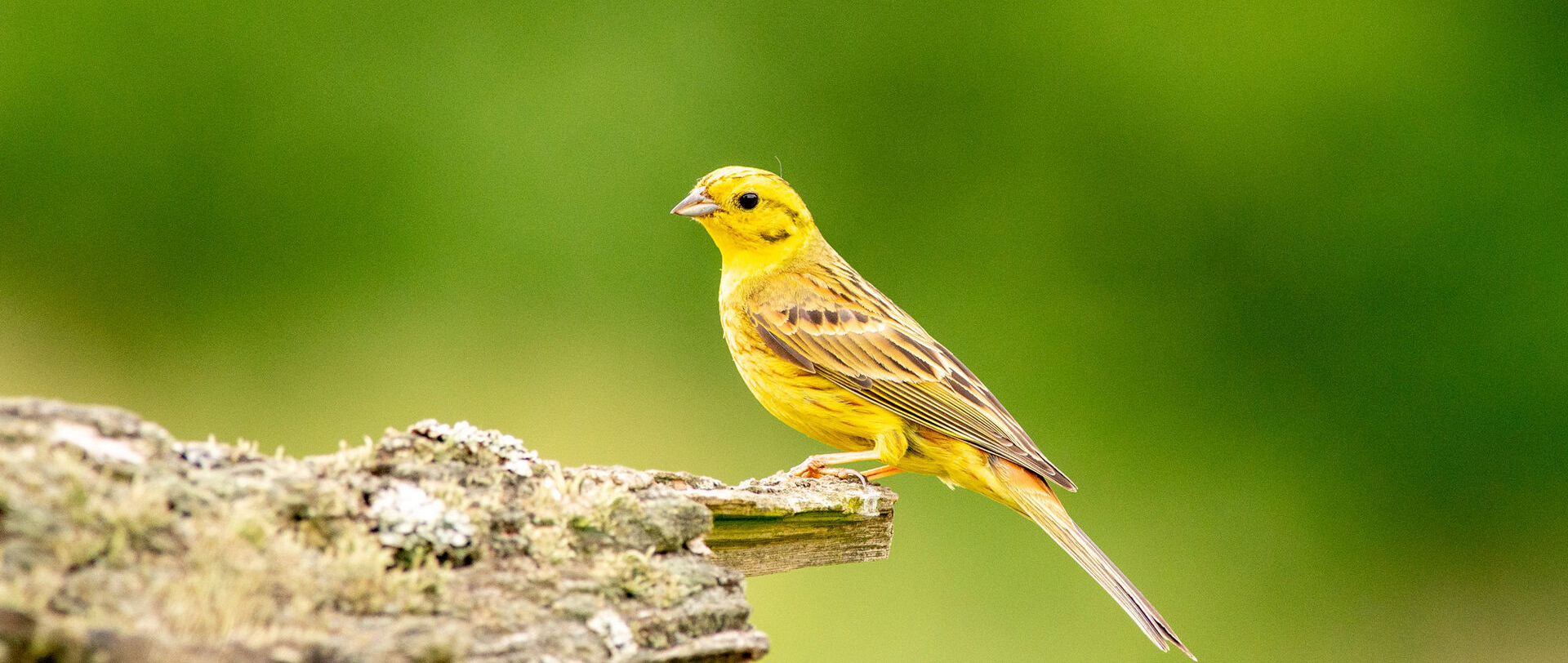 Birds on the Edge: A species focus on the Yellowhammer, A Beacon of Brightness in the Bird World