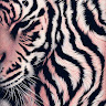 Pink Zebra