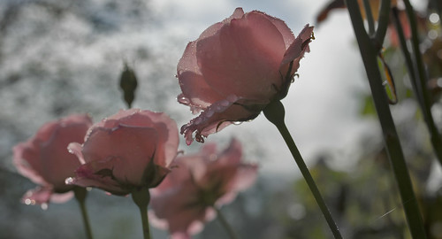 late summer pink | by elkema