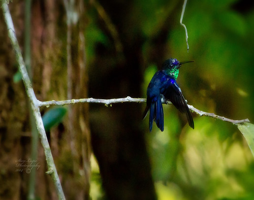 Violet-crowned Woodnymph | by stanlupo (Thanks for 6,000,000 views)