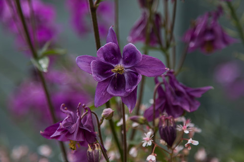 Aquilegia (Explore) | by babs pix