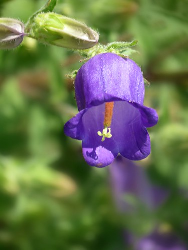 Campanula barbata | by Linda DV