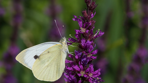 the large white butterfly on purple | by WernerKrause