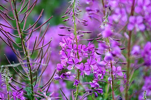 20184919 (2)-SharpenAI-Standard  foxglove or Fire Weed | by Bruce & Lynda Symington PHOTOGRAPHY