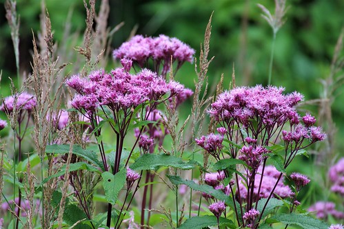 20184926 (2)-SharpenAI-Softness   Sweet Joe Pye Weed | by Bruce & Lynda Symington PHOTOGRAPHY