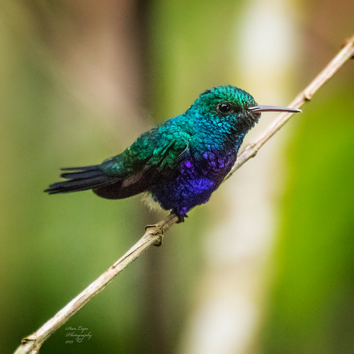 Violet-bellied Hummingbird II | by stanlupo (Thanks for 6,000,000 views)