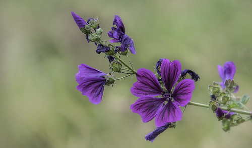 purple | by WernerKrause