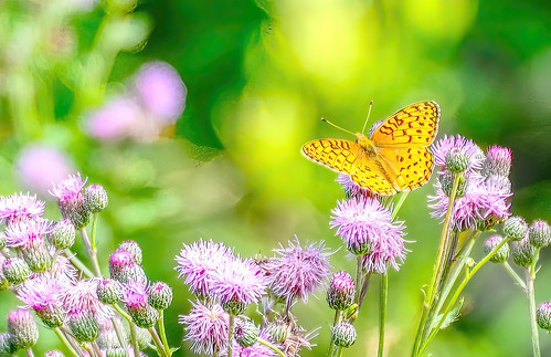 20199692HDR.jpg -SharpenAI-Softness  Aphrodite Fritillary  Butterfly | by Bruce & Lynda Symington PHOTOGRAPHY