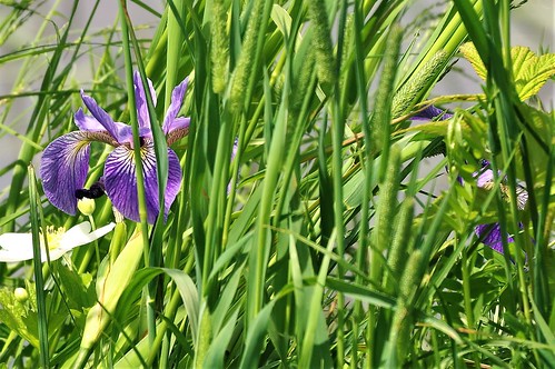 20199440 (2)-SharpenAI-Softness   Blue Flag Iris | by Bruce & Lynda Symington PHOTOGRAPHY