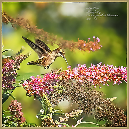 Hummingbird on Purple Buddleia1 | by stanlupo (Thanks for 6,000,000 views)