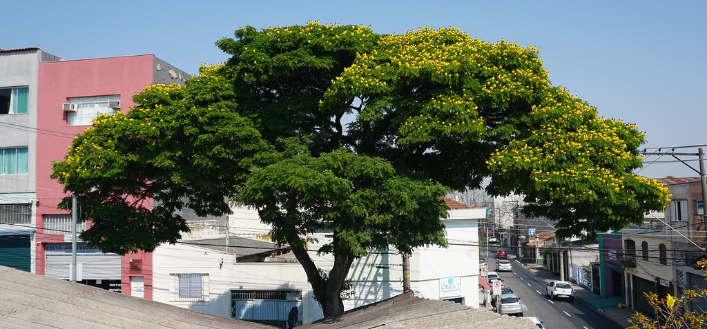 Our Glorious and Proud 'Sibipiruna', São Caetano do Sul, São Paulo, Brasil.