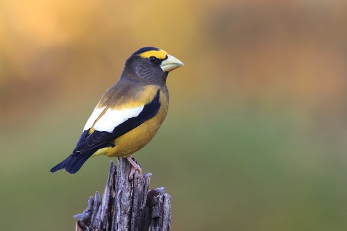 ***Evening Grosbeak  male / Gros-bec errant mâle ( Richard ) | by ricketdi