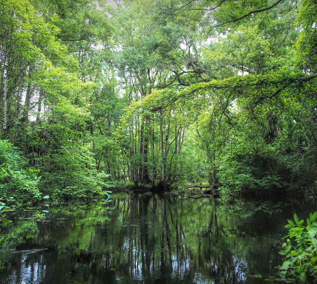 Paradise is just a paddle away.                                             Kayaking Blackwater creek 💕Explored