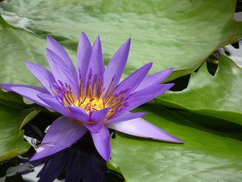 Nymphaea 'director G.T. Moore' | by Linda DV (back and slowly catching up)