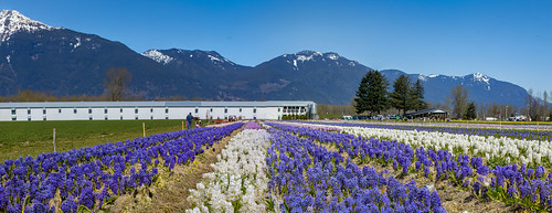 Hyacinths | by richardjack57