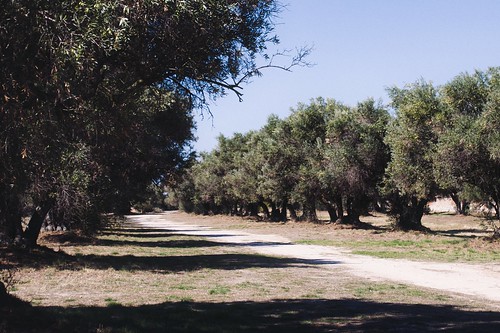 Olivos de Quinta de El Pardo - Olive trees of Quinta de El Pardo | by Nor_Photo