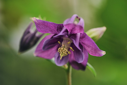 purple columbine | by Christine_S.