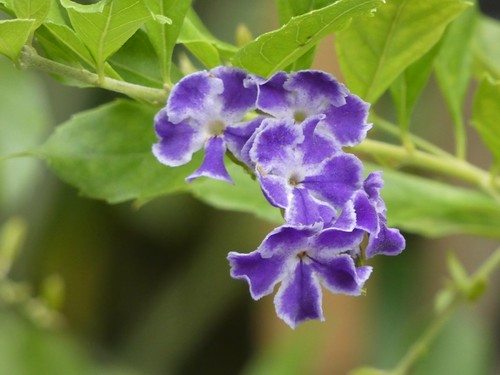 Duranta | by Linda DV