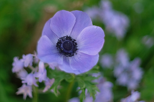 purple poppy anemone | by Christine_S.