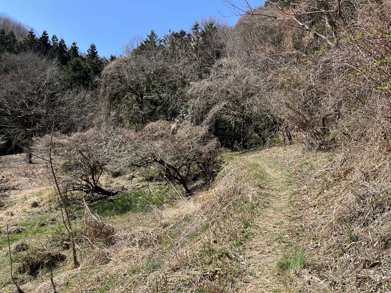 【奥武蔵】虎ヶ岡城址 桜とカタクリ咲く春の登山