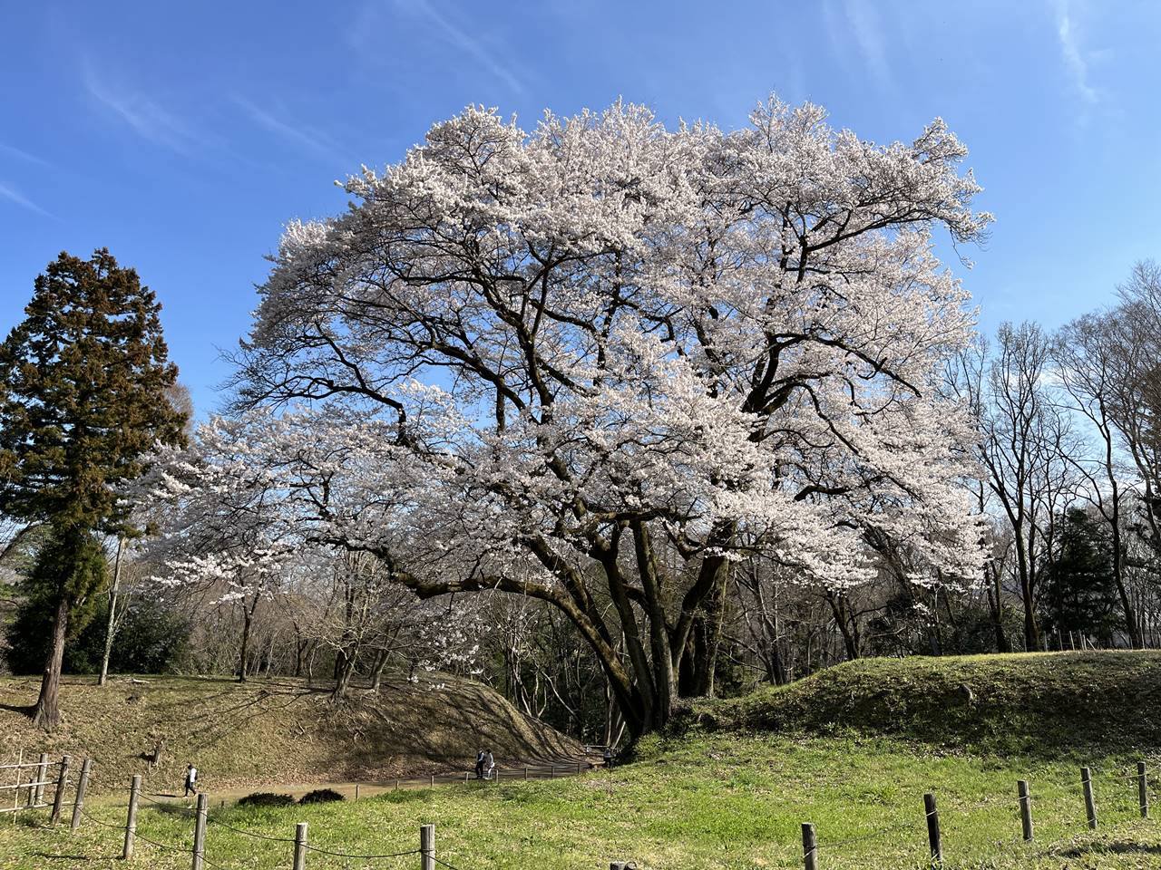 鉢形城公園の氏邦桜（エドヒガン）