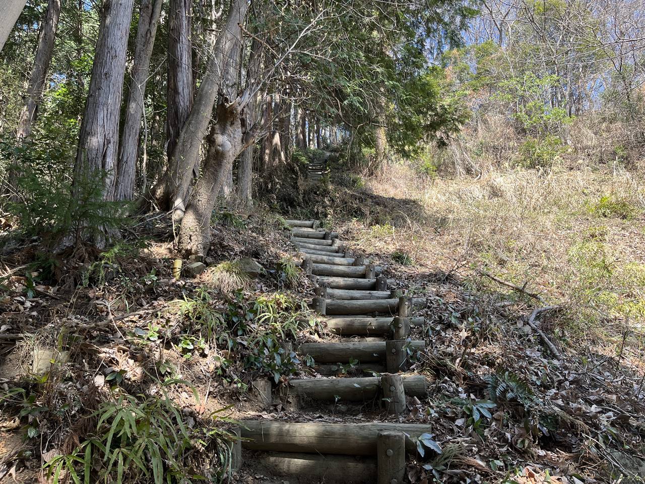 【奥武蔵】虎ヶ岡城址 桜とカタクリ咲く春の登山