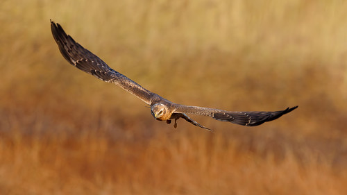 A Montagu's Harrier in flight over the grasslands | by Hari K Patibanda