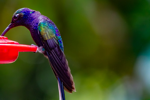 Violet Sabrewing Hummingbird | by nickrobinson82