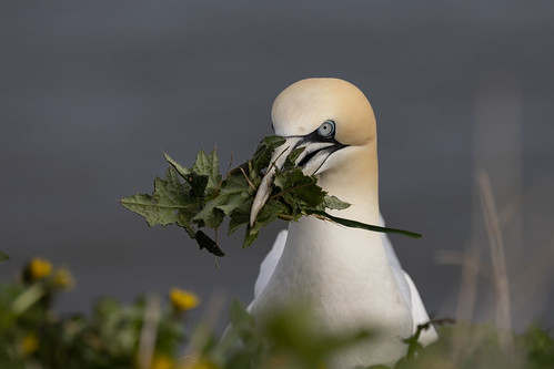 Northern Gannet collecting nesting material. | by jharbon