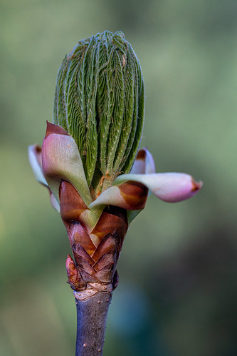 Buckeye Tree | by jtrainphoto